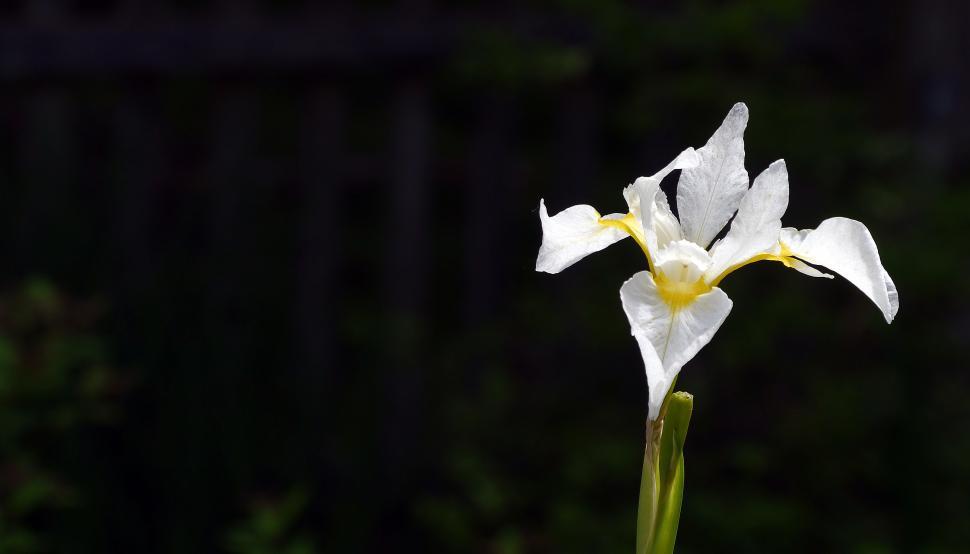 Free Image of White Siberian Iris 