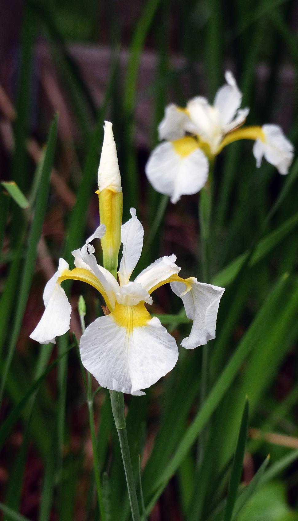 Free Image of White Irises 