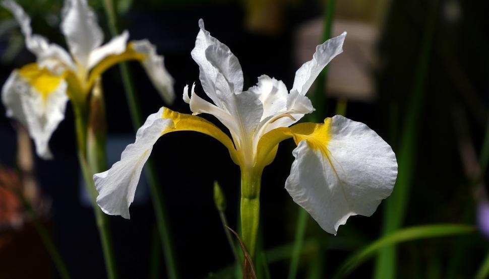 Free Image of White Siberian Irises 