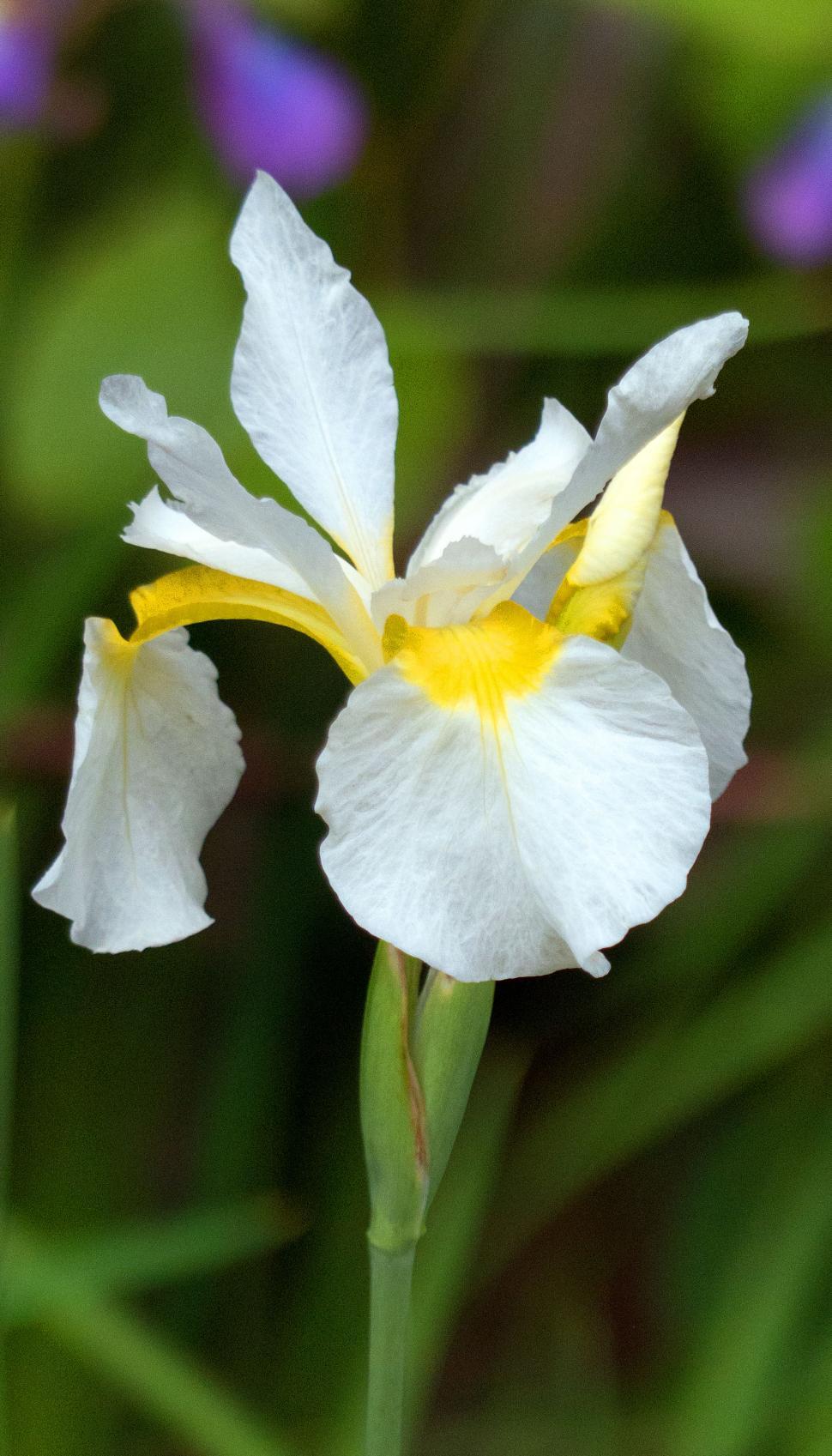 Free Image of White Siberian Iris 