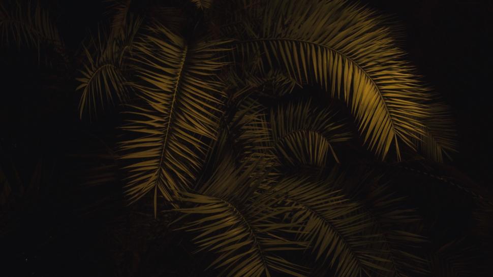 Free Image of Black and Yellow Palm Tree 