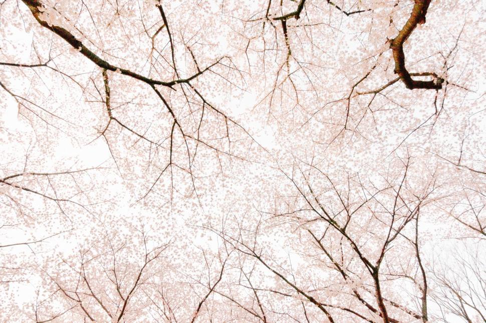 Free Image of Looking Up at Tree Branches 