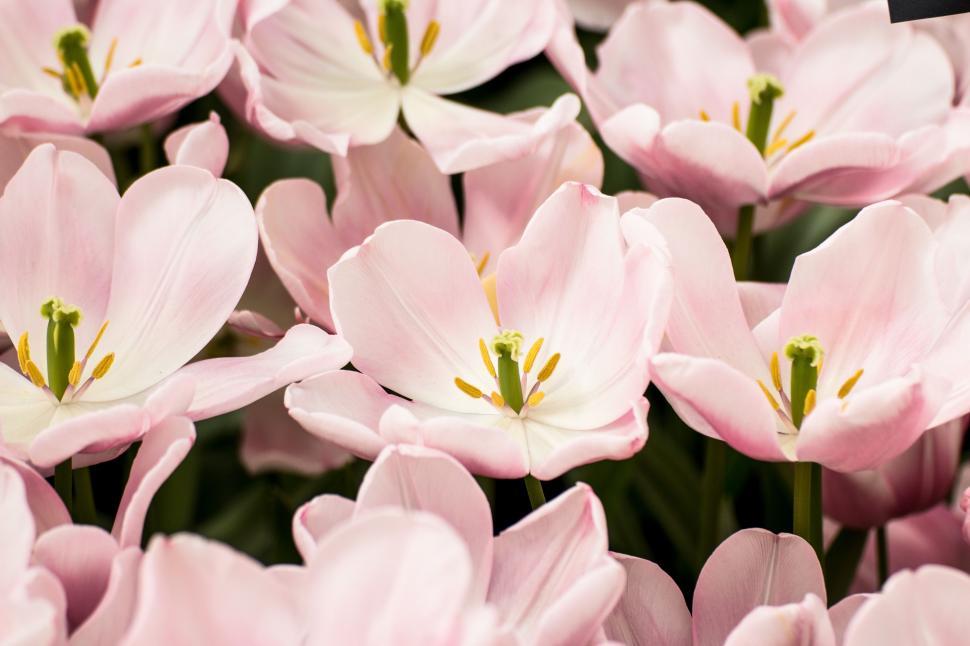 Free Image of A Bunch of Pink Flowers in Full Bloom 