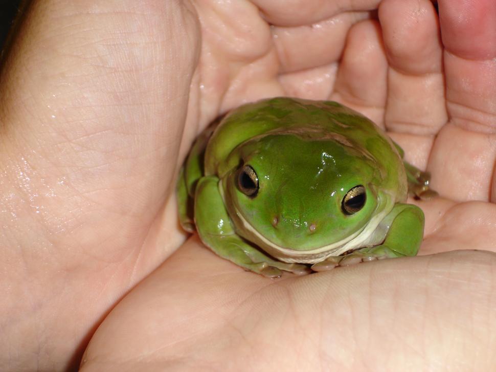 Free Image of green tree frog 