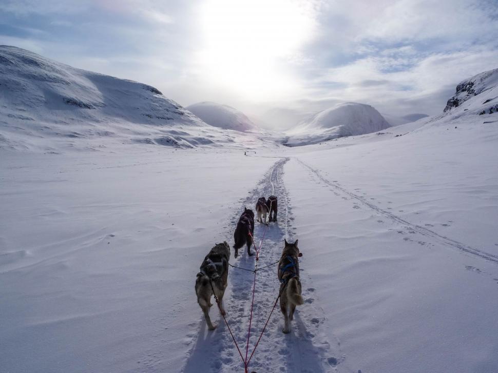 Free Image of Group of Dogs Walking Across Snow Covered Field 
