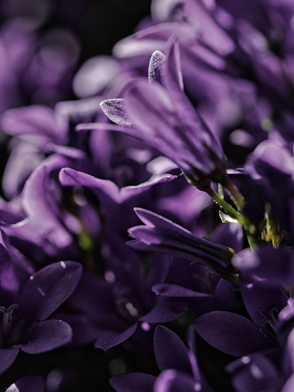 Free Image of Blooming Purple Flowers in a Bunch 
