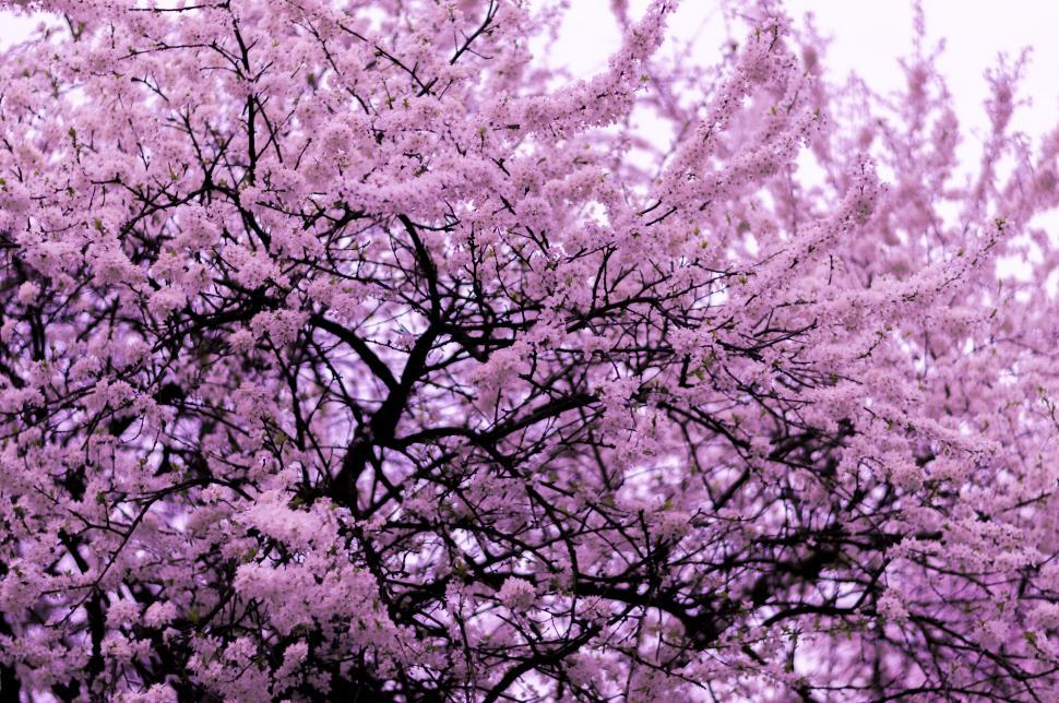 Free Image of Majestic Tree Covered in Purple Flowers 