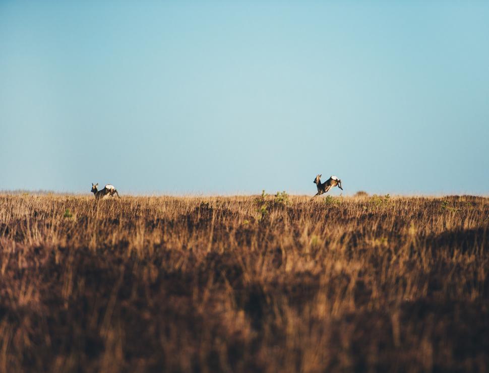 Free Image of Three Wild Horses Running Across a Dry Grass Field 