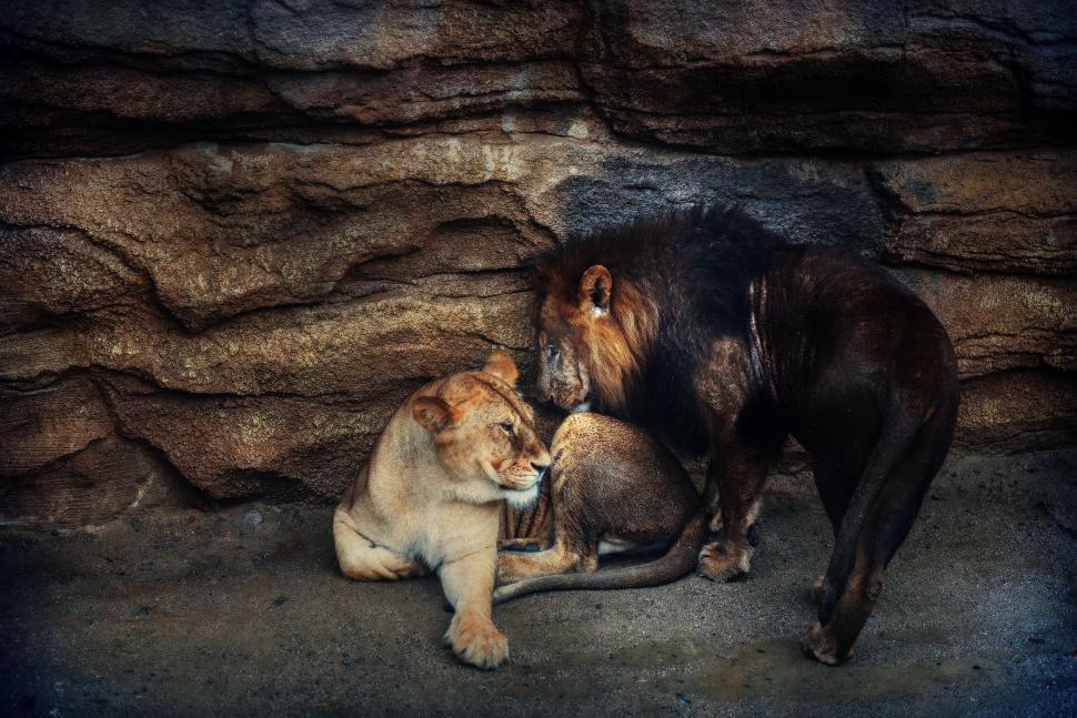 Free Image of Lion and Lion Cub Playing in a Cave 