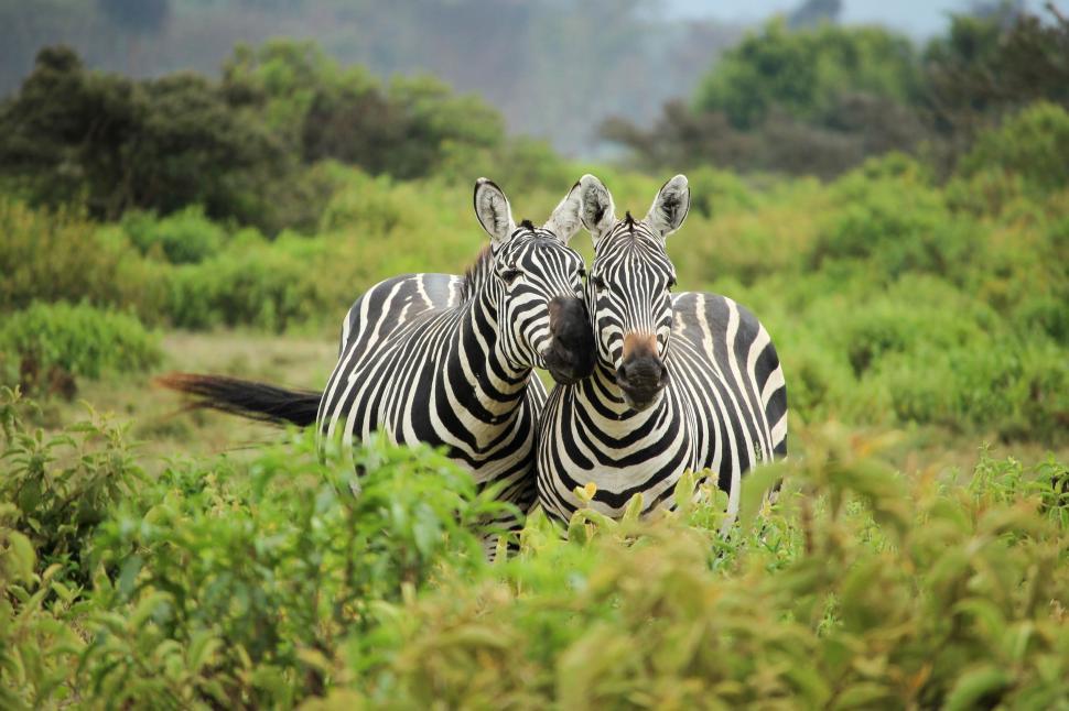 Free Image of Two Zebras Standing on Lush Green Field 