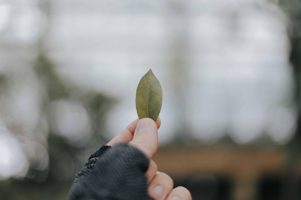 Free Image of Person Holding a Leaf in Hand 