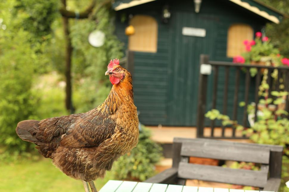 Free Image of Chicken Standing on Table Outside 