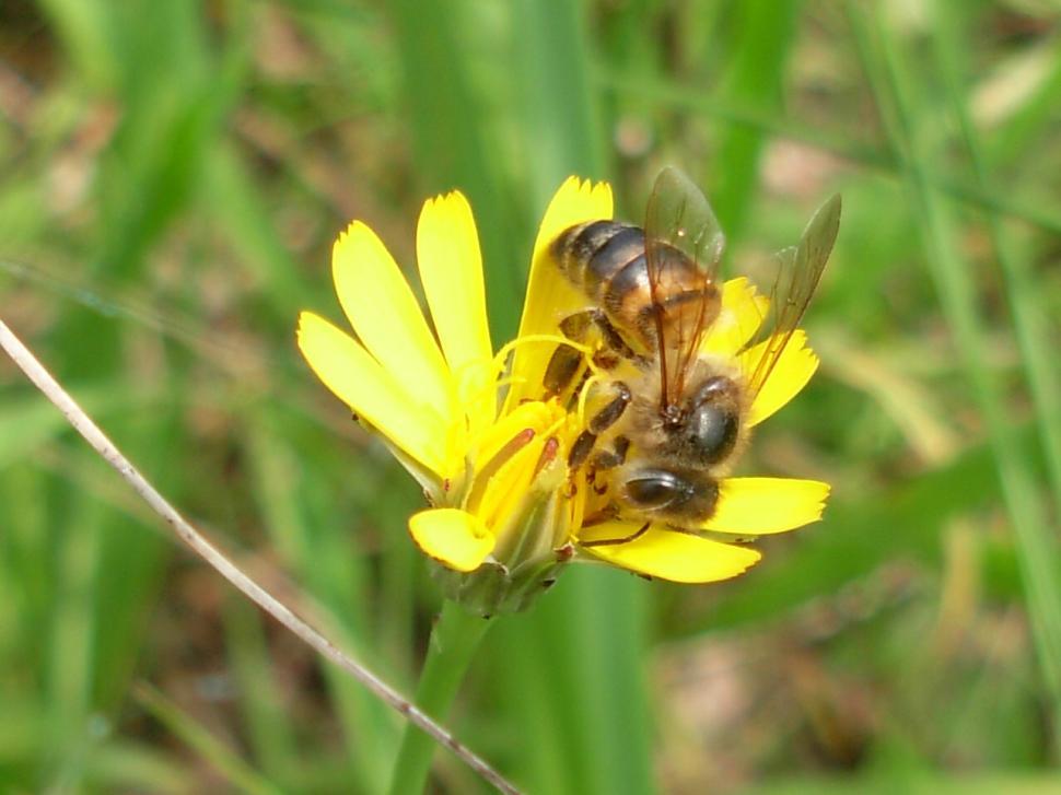 Free Image of Bee on a Dandelion 