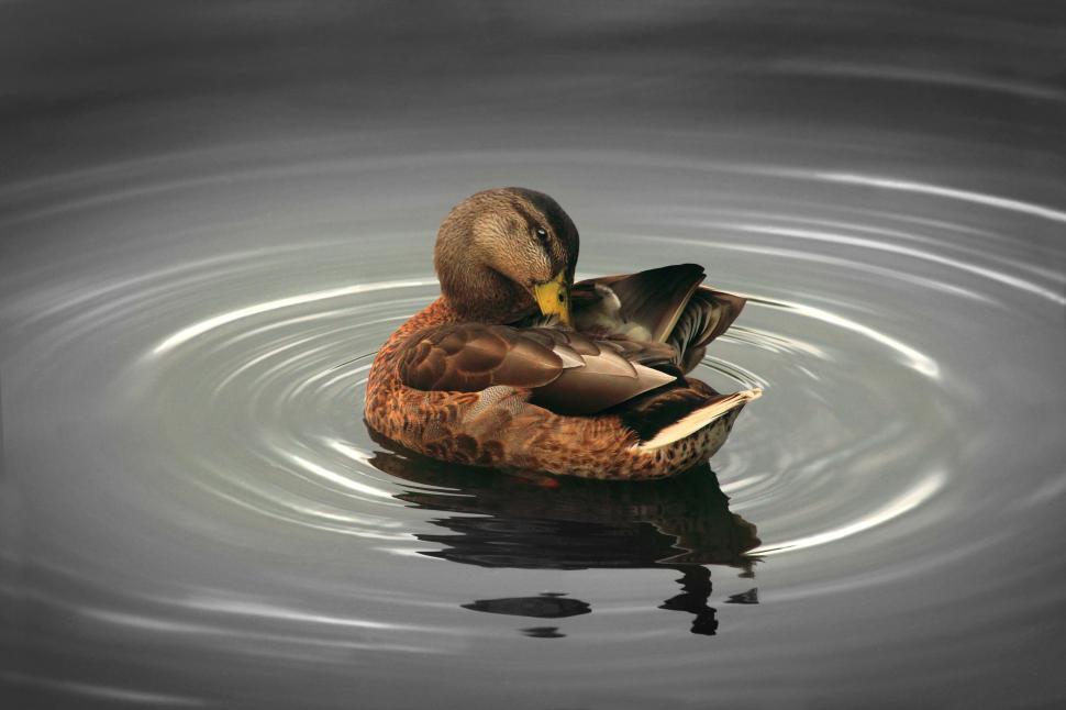 Free Image of Duck Floating on Top of Body of Water 