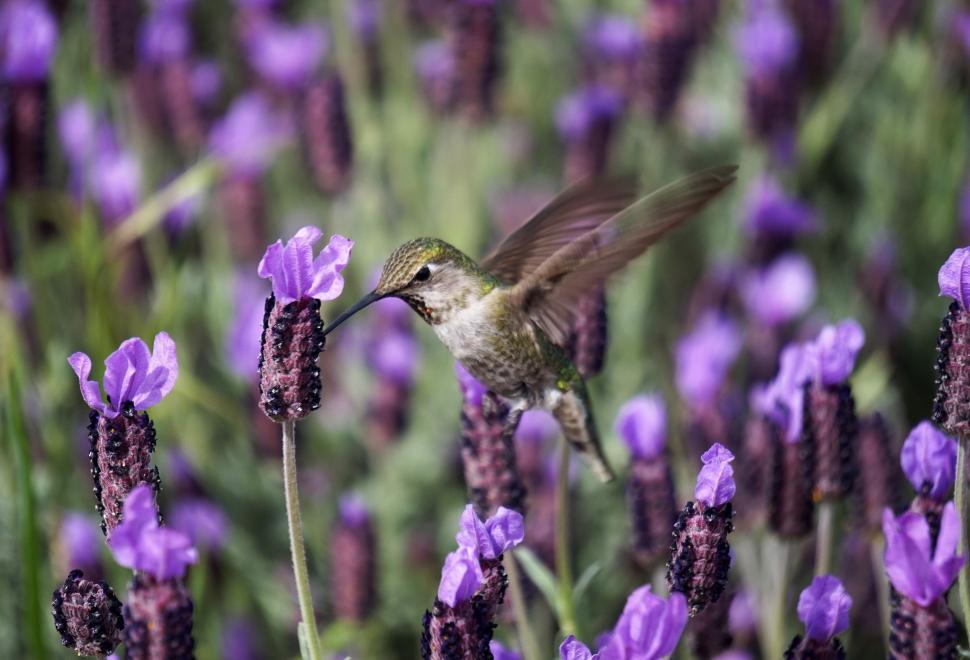 Free Image of Hummingbird Flying Over Field of Purple Flowers 