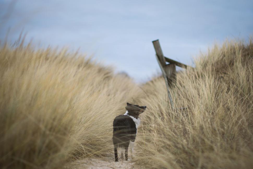 Free Image of Dog Standing in the Middle of a Field 