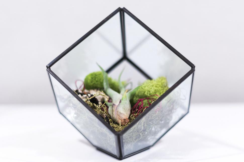 Free Image of Glass Cube With Moss Growth Inside 