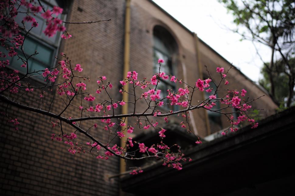 Free Image of Pink Flowering Tree in Front of Brick Building 