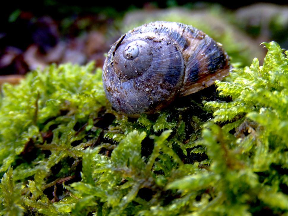 Free Image of the empty brown snail 