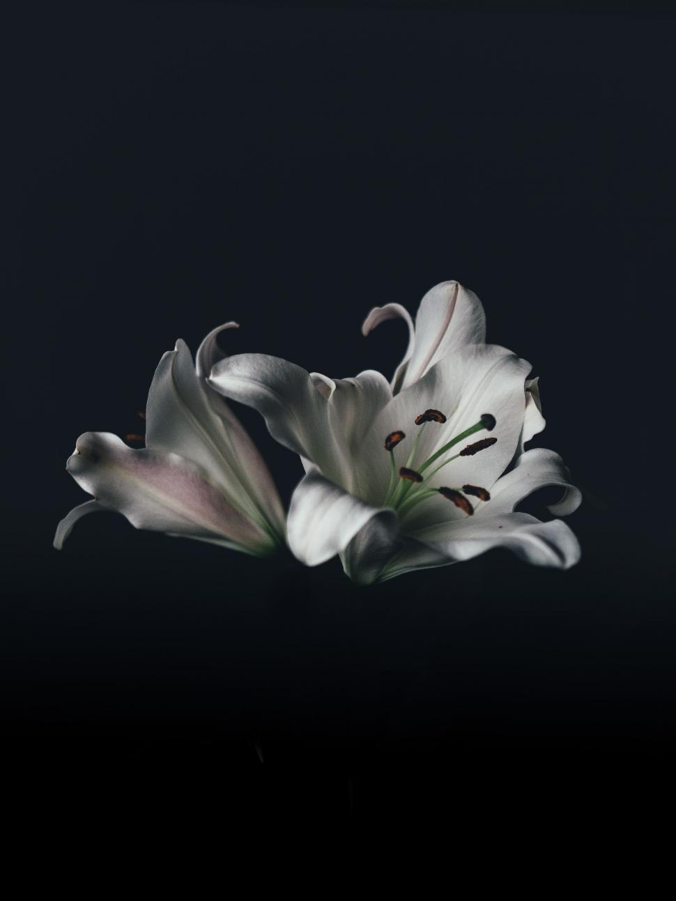 Free Image of Monochrome Flower in Bloom 