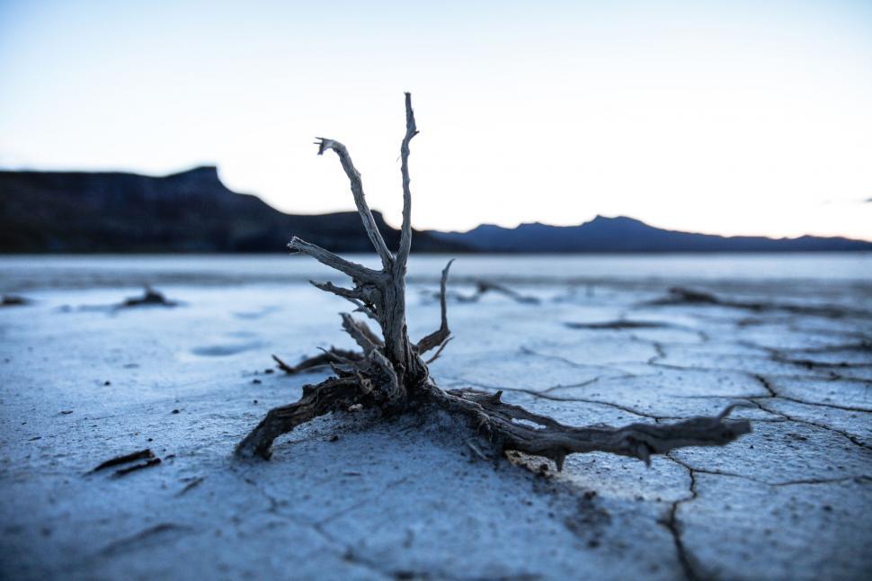 Free Image of Desolate Dead Tree in Arid Desert Landscape 