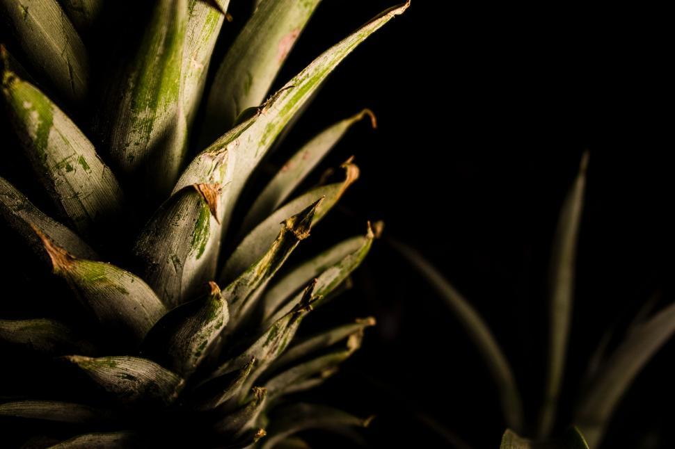 Free Image of Close Up of Pineapple on Black Background 