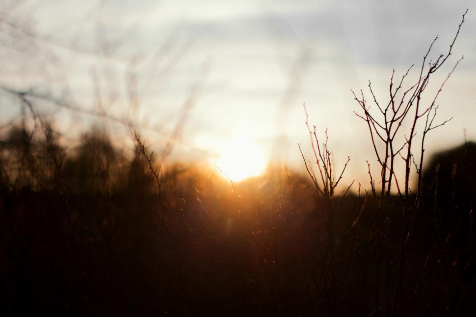 Free Image of Blurry Sunset Behind Trees 