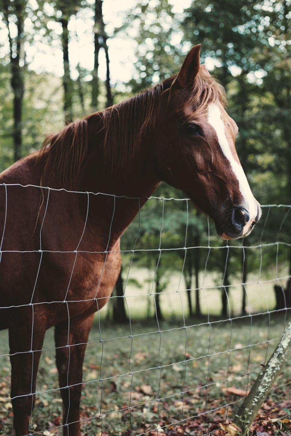 Free Image of Brown Horse Standing Next to Wire Fence 