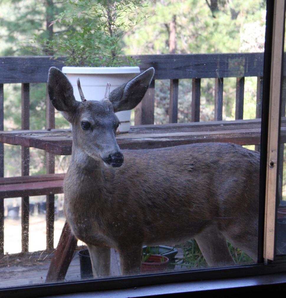Free Image of deer on the porch 