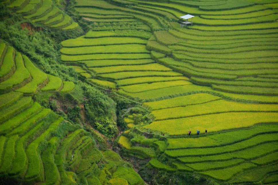 Free Image of Aerial View of a Green Rice Field 