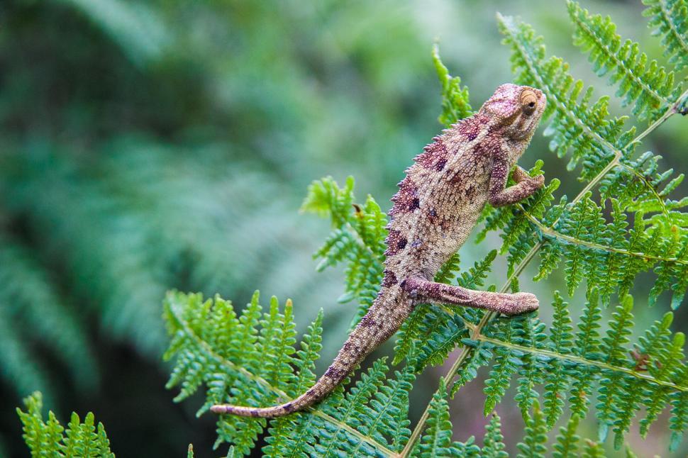 Free Image of Lizard Sitting on Fern Leaf 
