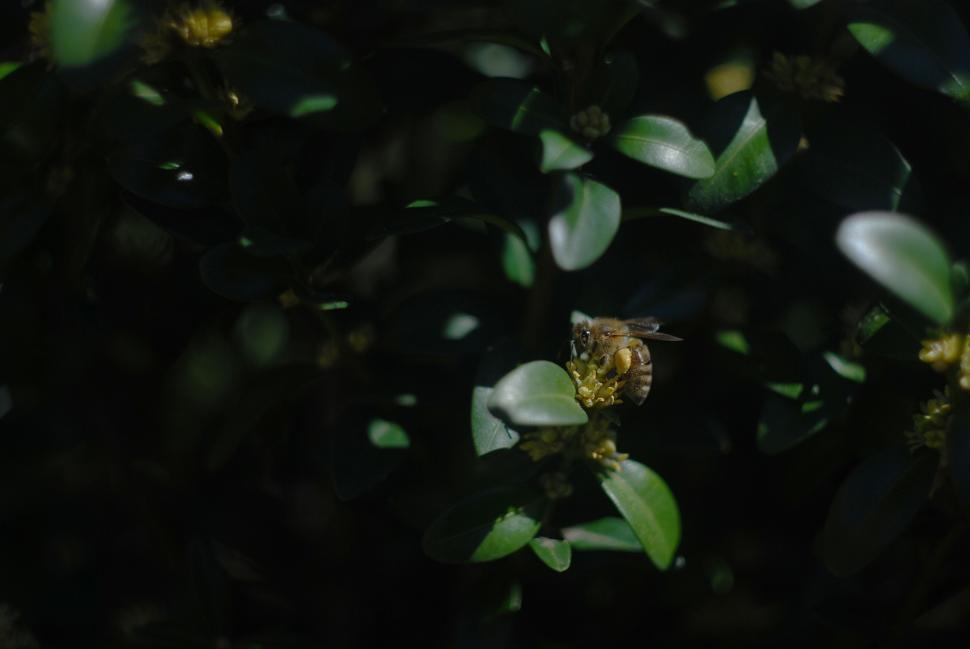 Free Image of Bee on Flower in the Dark 