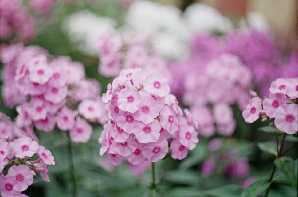 Free Image of Cluster of Pink Flowers in a Garden 