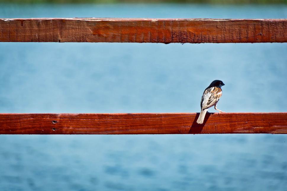 Free Image of Small Bird Perched on Wooden Rail 