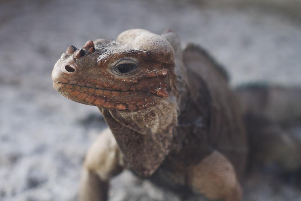 Free Image of Close Up of Toy Lizard on Rock 