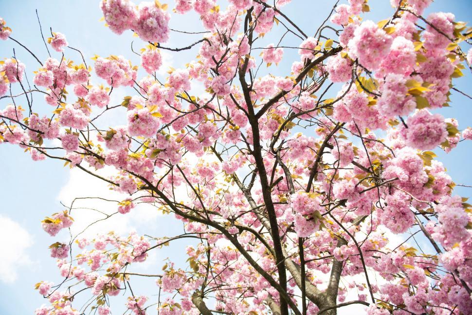 Free Image of almond tree branch maple plant spring blossom leaf flower season garden april branchlet leaves sky floral 