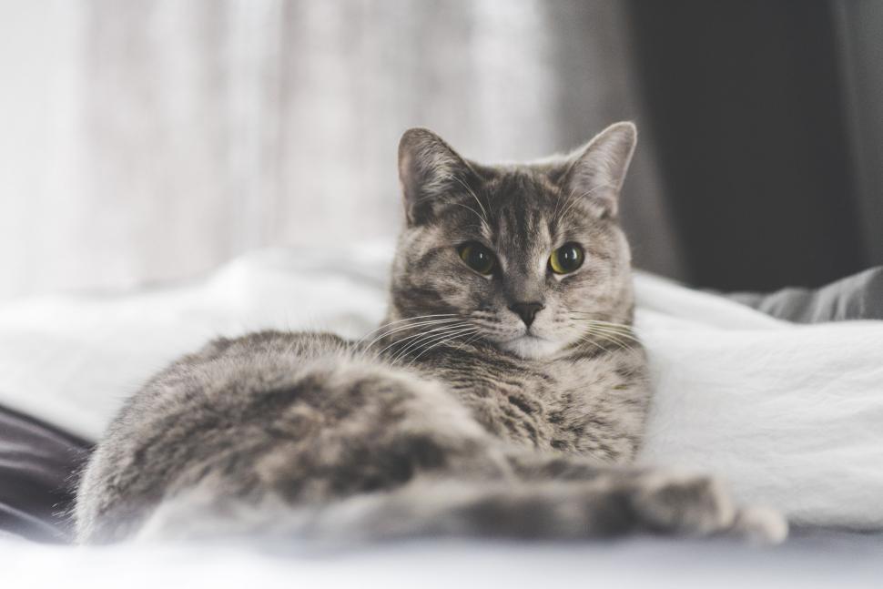 Free Image of Cat Laying on Bed 