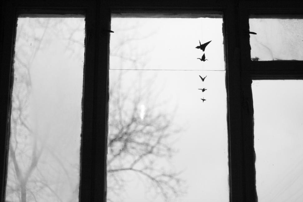 Free Image of Birds Flying Over Tree Outside of Window 
