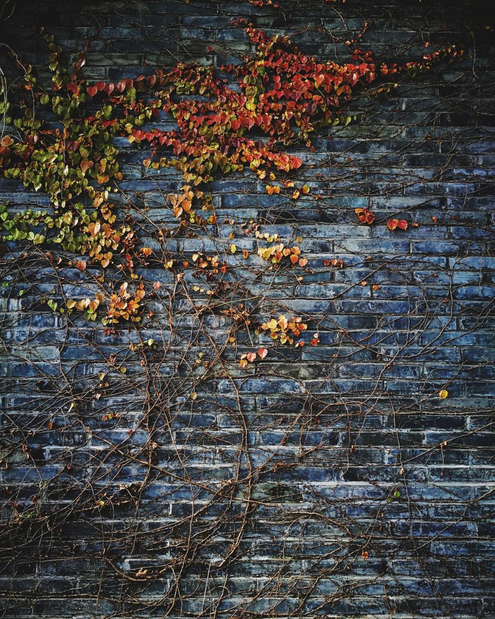 Free Image of Brick Wall With Vines Growing on It 