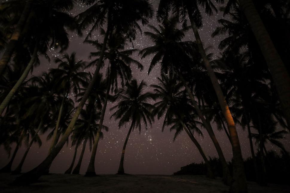 Free Image of Starry Night Sky With Palm Trees 