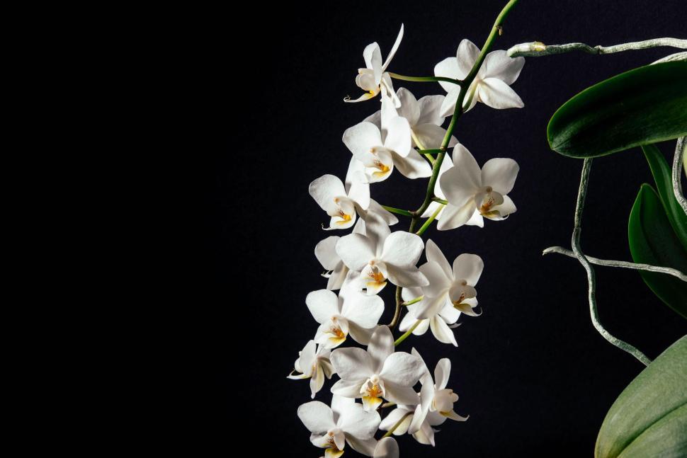 Free Image of Close Up of White Flower on Black Background 