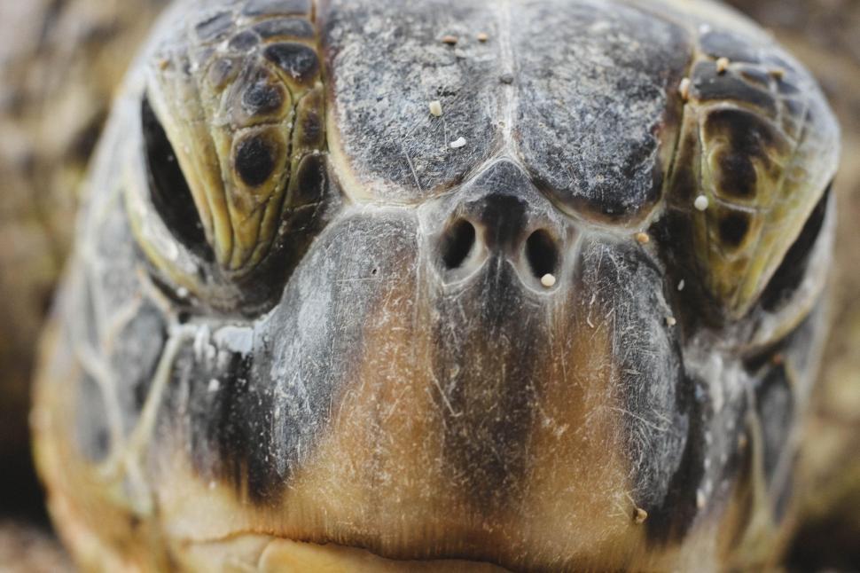 Free Image of Close Up of a Turtles Face and Head 