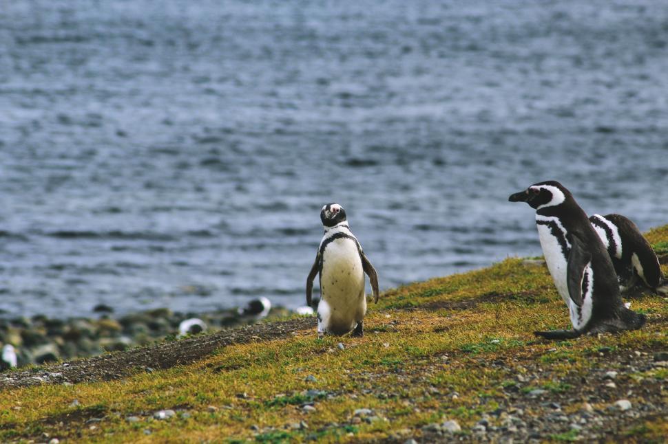 Free Image of Penguins Standing on Grass-Covered Hill 