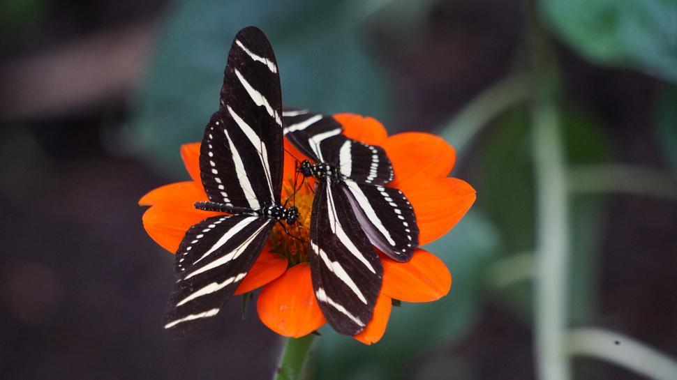 Free Image of Black and White Butterfly on Orange Flower 
