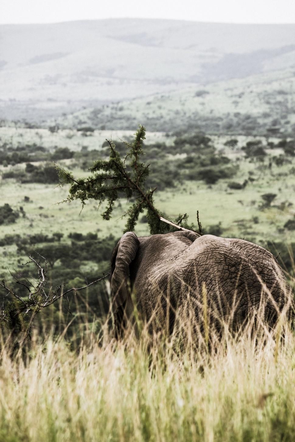 Free Image of Elephant Standing in Field With Tree Trunk 