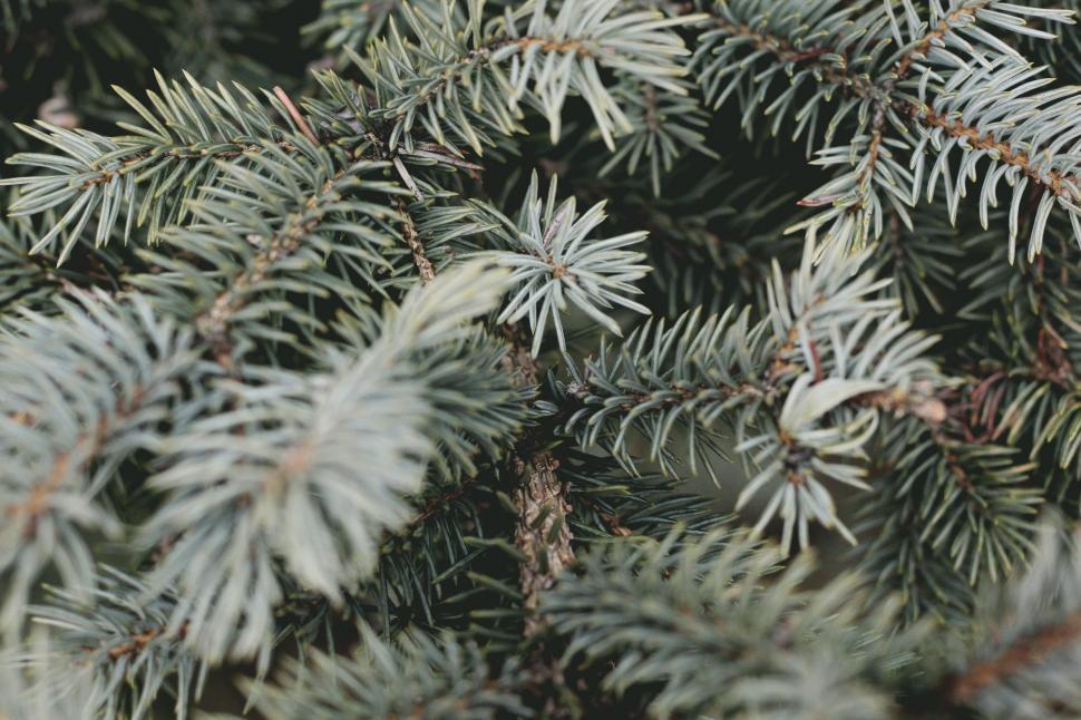 Free Image of Close Up of a Pine Tree With Needles 
