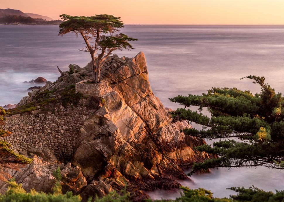 Free Image of Lone Tree Standing on Rock by the Ocean 
