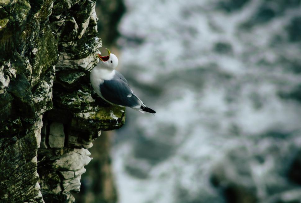 Free Image of Seagull Perched on Rock by Ocean 