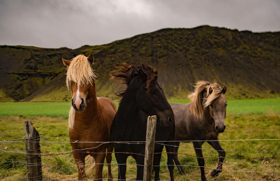 Free Image of Group of Horses Standing Next to Fence 