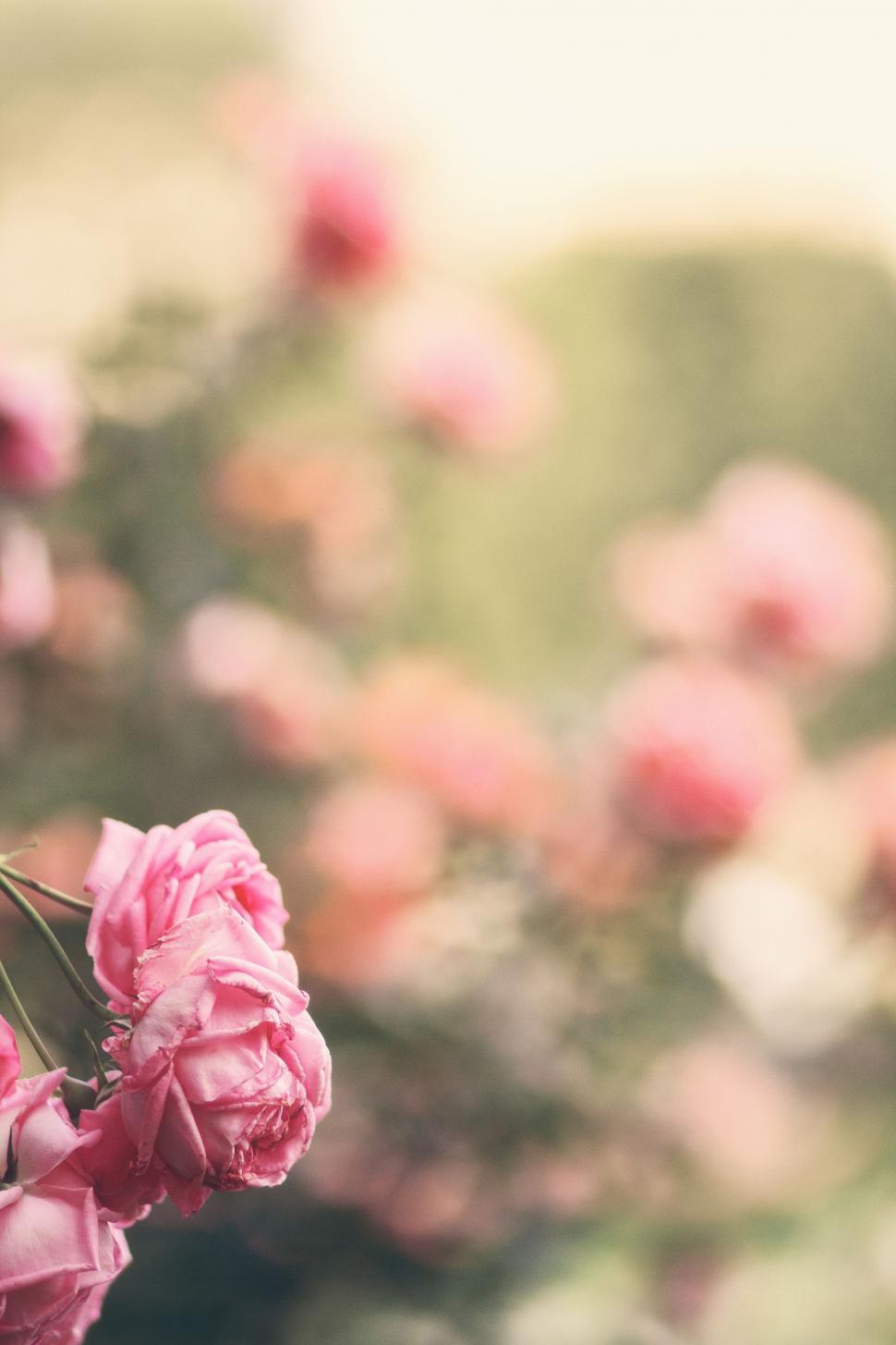 Free Image of Pink Flowers in a Vase 